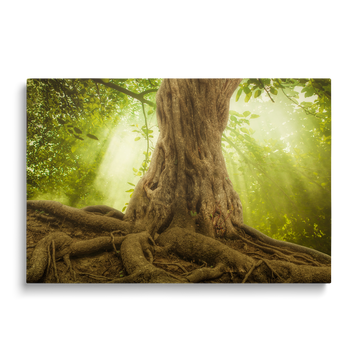 ROOTS